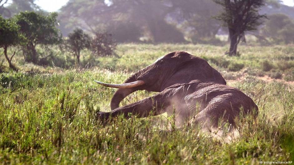 Poaching puts biodiversity at risk DW 02/20/2014