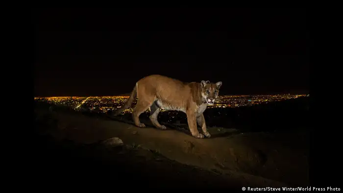 ein Puma (Foto. World Press Photo 2014 Steve Winter /Reuters)