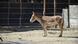 Teheran Zoologischer Garten Esel Teheran Zoologischer Garten Esel