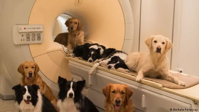 Hunde im MRT