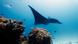 A manta ray swims in the water off Raja Ampat islands, Indonesia. (Photo: (AP Photo/Herman Harsoyo) A manta ray swims in the water off Raja Ampat islands, Indonesia. (Photo: (AP Photo/Herman Harsoyo)