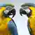 Kelnski papagaji su poznati i kao mali i veliki aleksandri