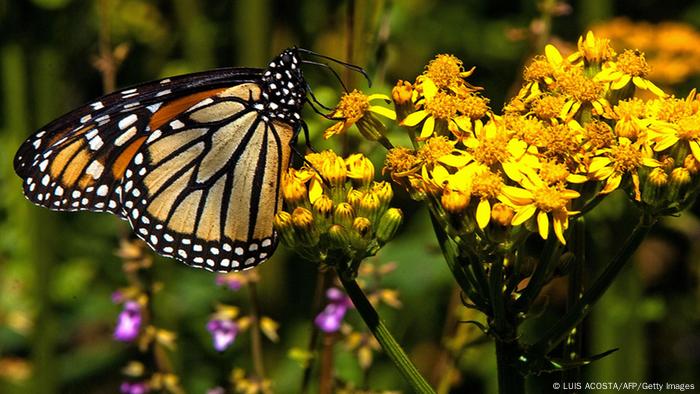 Monarch butterfly population likely to quadruple, says Mexico | News ...