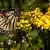 Picture of a monarch butterfly