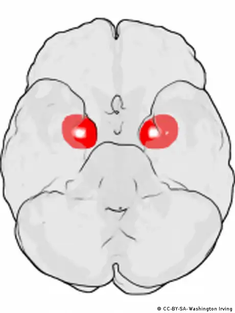 Gehirn Amygdala