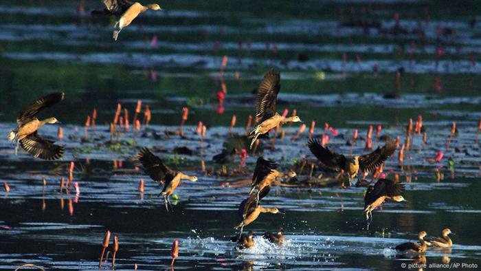 Bangladesh bird flu symbol image