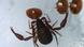 A Book scorpion attacks varroa mites A Book scorpion attacks varroa mites