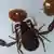 A Book scorpion attacks varroa mites