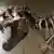 Muchos hablan de la “resurrección” de los dinosaurios pero según el genetista Michael Hofreiter, estos no regresarán.