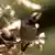 Ein Kolibri mit rotem Kopf und dunklem Körper auf einem Ast (Foto: CC 2.0/ Will Scullin)