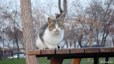 Cat on a bench in a park