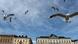 Seagulls fly in the Helsinki Harbor Seagulls fly in the Helsinki Harbor