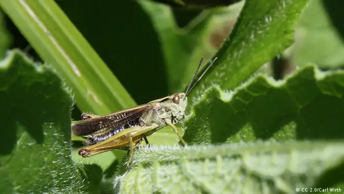 Phylomon – Grashüpfer