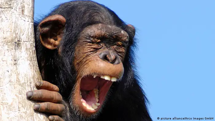 Gähnender Schimpanse
