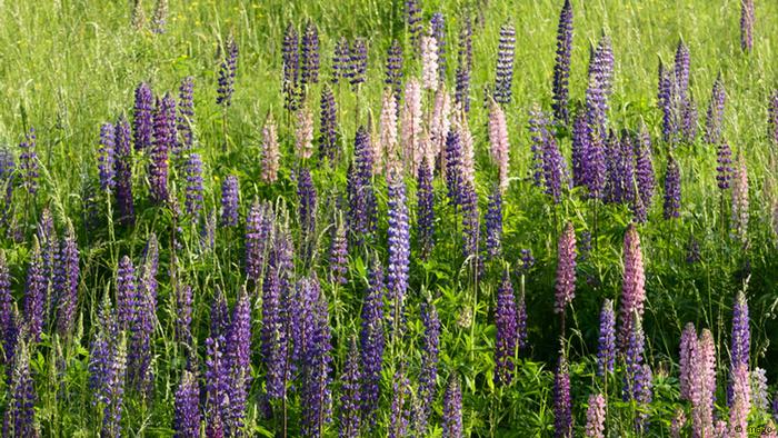 Lupinen