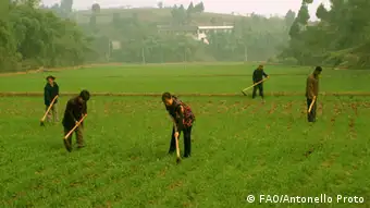 Family Farming China