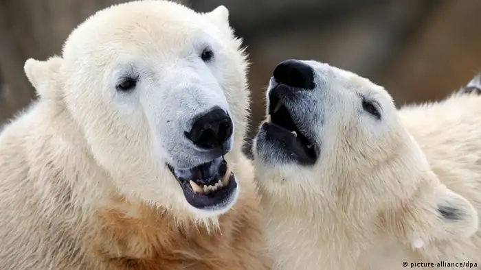 Eisbär Knut mit Gefährtin Giovanna Zoo Berlin 