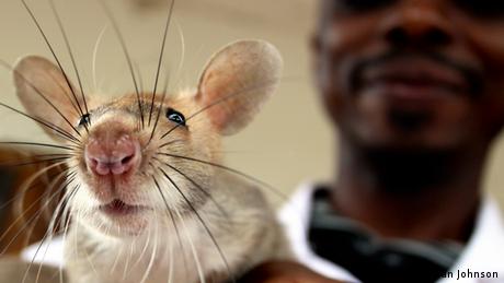 Bildergalerie Tuberkulose Ratten