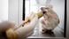 Bildergalerie Tuberkulose Ratten Bildergalerie Tuberkulose Ratten