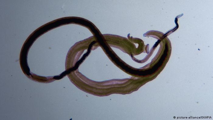 Würmer Pärchenegel Schistosoma