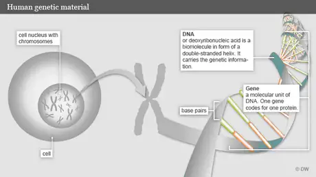 Infografik DNA Englisch