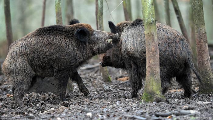 Tschernobyl Folgen Wildschweine in Bayern Archiv 2012 (picture-alliance/dpa)