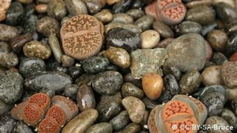 Mimese Lebende Steine