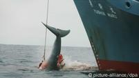 A return to whaling? – DW – 06/11/2014