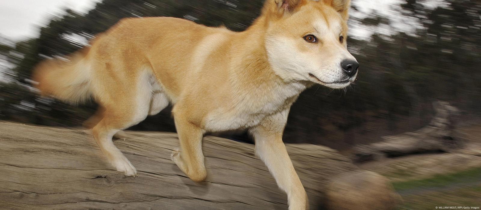 Are Dingoes Protected