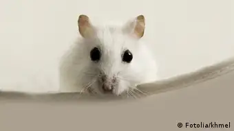 Hamster Maus Nagetier