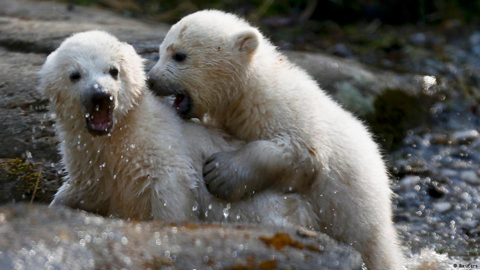 Polar bears in captivity – DW – 02/29/2016