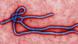 Ebola Virus Virion Ebola Virus Virion