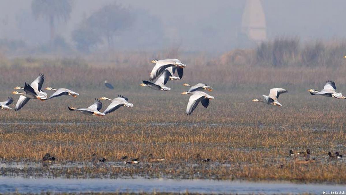 Why do geese fly in a 'V'? DW 10/07/2014
