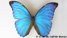 Mi favorito: la mariposa Morpho amathonte
