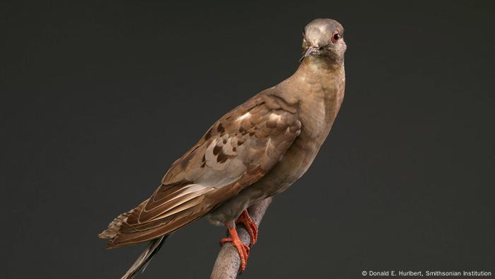 Martha, the last carrier pigeon (Donald E. Hurlbert, Smithsonian Institution)