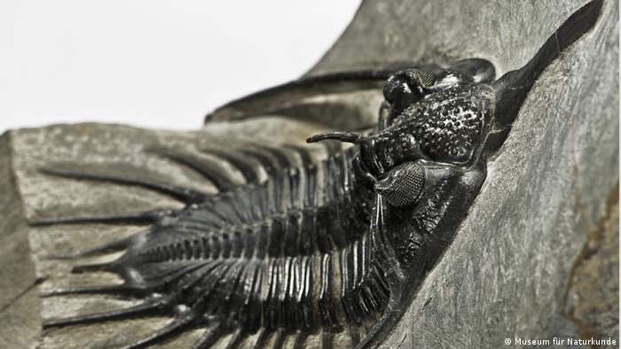 Als sie noch über die Erde streiften... Alle multimedialen Inhalte