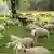 Landwirtschaft Schafe