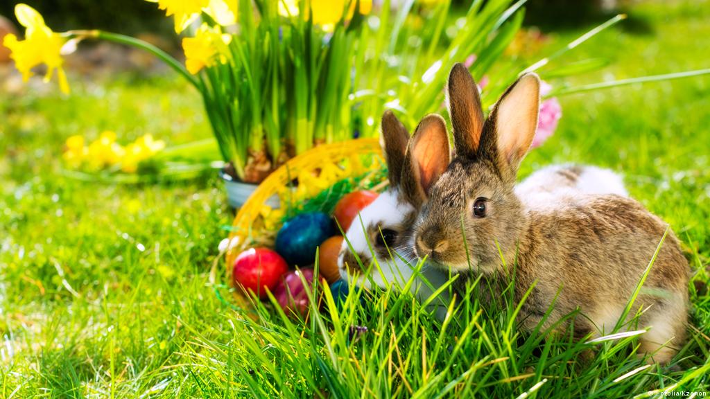 Por qué los conejos ponen huevos en Pascua? | Alemania Hoy | DW | 13.04.2017