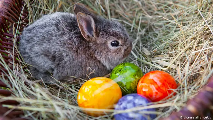 Symbolbild Ostern Osterhase Kaninchen Eier Ostereier