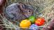 Ein Kaninchen als Osterhase in einem Nest mit bunten Eiern (Foto: picture alliance/zb) Ein Kaninchen als Osterhase in einem Nest mit bunten Eiern (Foto: picture alliance/zb)