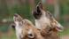 Howling wolves Howling wolves