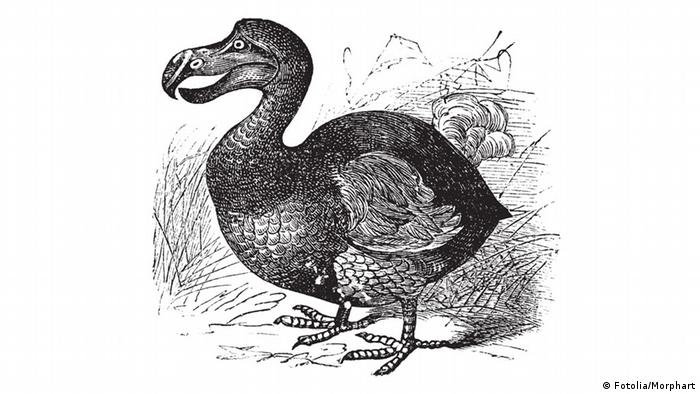 Illustration of a Dodo 