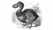 Dodo Illustration Dodo Illustration