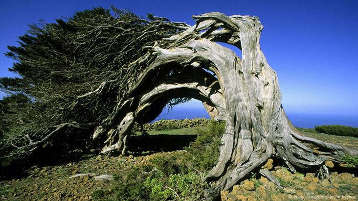 Ein alter Baum wächst in einer Bogenform und berührt mit der Baumkrone den Boden
