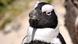 The endangered African ("Jackass") penguin. (Photo: Lars Bevanger / DW) The endangered African ("Jackass") penguin. (Photo: Lars Bevanger / DW)