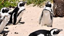 Südafrika: Pinguine vor dem Aussterben retten