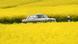 Oldtimer-Fahrt ins Gelbe Oldtimer-Fahrt ins Gelbe