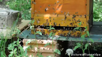 Bienenstock Bienenvolk