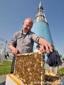 Imker Klaus Maresch mit einem Bienenvolk Foto: Henning Kaiser dpa/lnw
