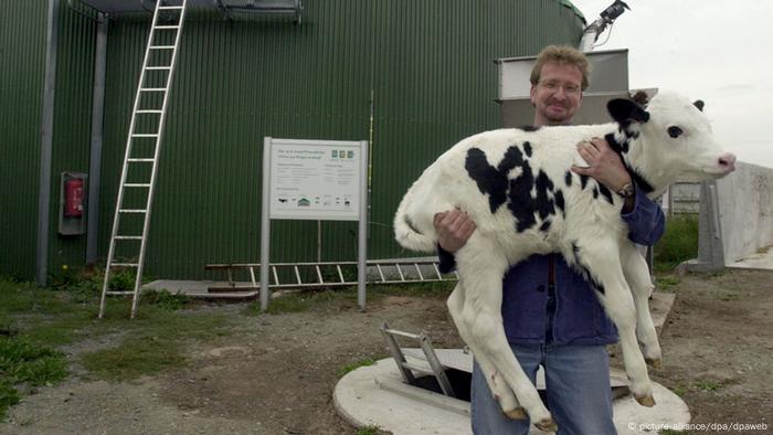 Por cada vaca que produce gas metano debe haber tres árboles que lo absorban, propone el paquete legislativo verde europeo.